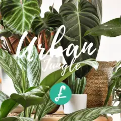 Un angolo verde rigoglioso, un vero stile urban jungle, con piante dalle foglie variegate e cestini in vimini.