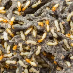 Un alveare brulicante di termiti, con molti esemplari chiari e alcuni con la testa arancione, che si muovono tra le gallerie del loro nido.
