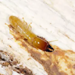 Termite alata su legno, forse in cerca di un nuovo nido.