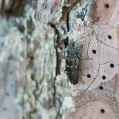 Insetti del legno in casa: un coleottero scuro su corteccia con fori, forse un segno di infestazione.