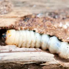 Larva di tarme del legno che scava nel legno marcio, mostrando il suo corpo segmentato e la testa scura.