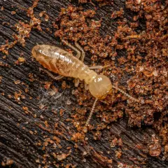 Termite alata trasparente su legno scuro, circondata da terra umida e detriti.
