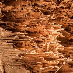 Legno scavato da un tarlo insetto, con gallerie e buchi che ne rivelano la distruzione.