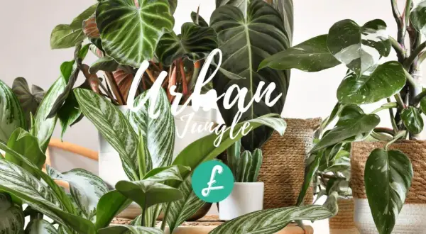 Un angolo verde rigoglioso, un vero stile urban jungle, con piante dalle foglie variegate e cestini in vimini.