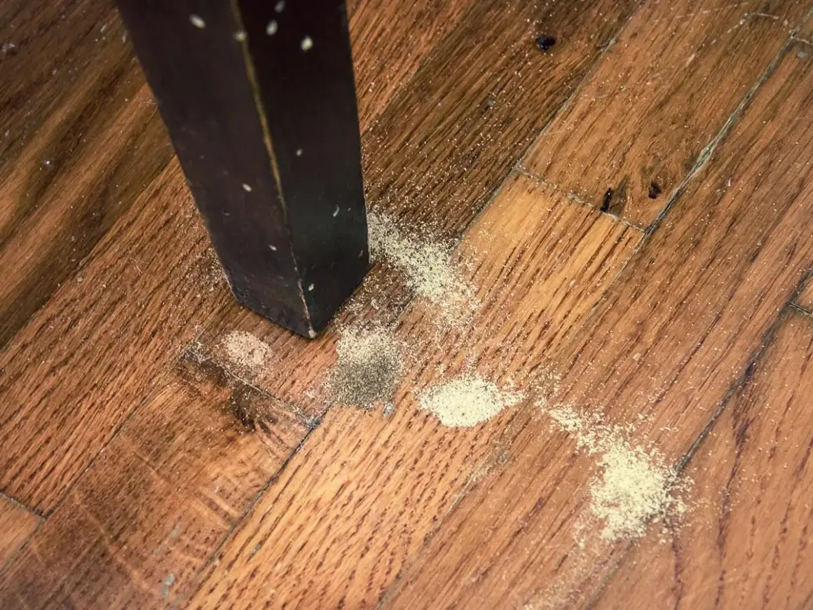 Segni di **tarli parquet**: polvere fine e detriti vicino alla gamba di un mobile scuro su un pavimento in legno.