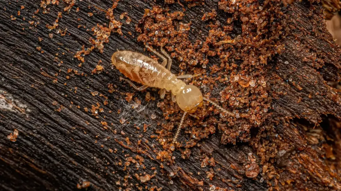 Termite alata trasparente su legno scuro, circondata da terra umida e detriti.