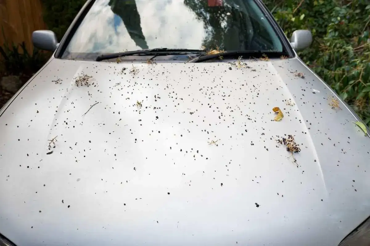 Il cofano di un'auto argentata è coperto da resina di pini, piccoli detriti e qualche foglia.