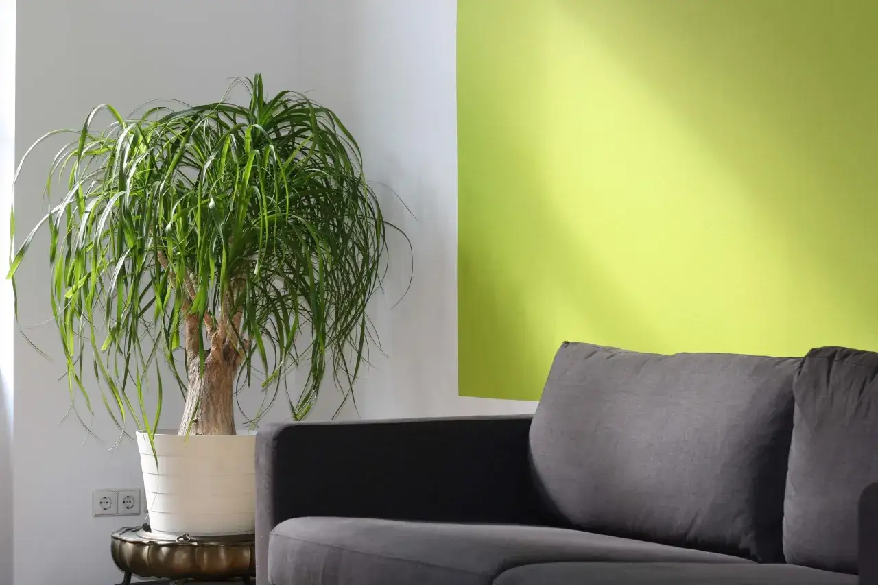 Un divano grigio accanto a una pianta rigogliosa, con uno sfondo che sfuma tra il bianco e diverse tonalità di verde, creando un'atmosfera rilassante.