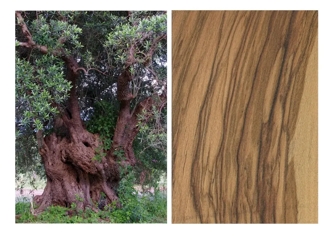 Antico ulivo e dettaglio delle sue venature, esempi di diverse tipologie di legno.