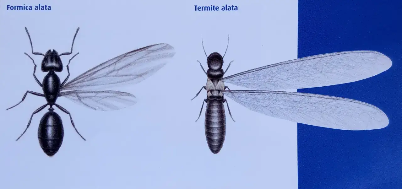 Confronto tra formica alata e termite alata, insetti con ali trasparenti.