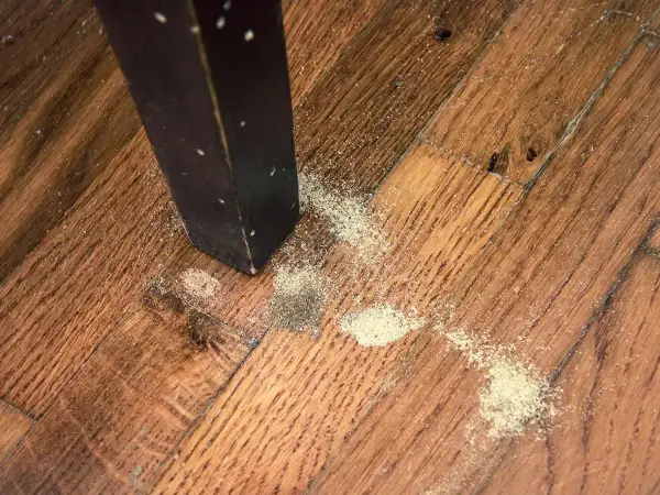 Polvere fine sul parquet vicino a una gamba di un mobile scuro, segno di come sono fatti i tarli del legno.